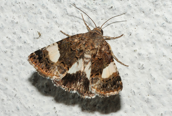 notturna da identificare : Tyta luctuosa